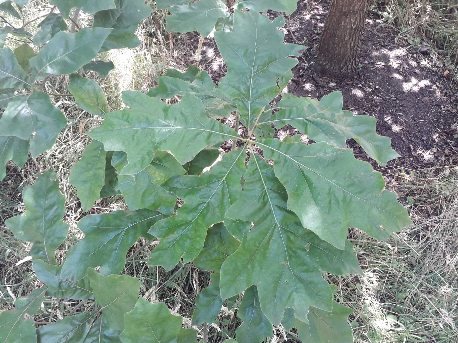 Characteristic fine branching structure of Quercus pagoda