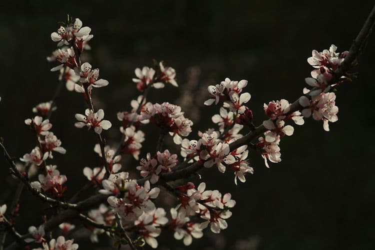 Blühender Zweig der Orientalischen Mandel mit rosa Blüten im zeitigen Frühjahr