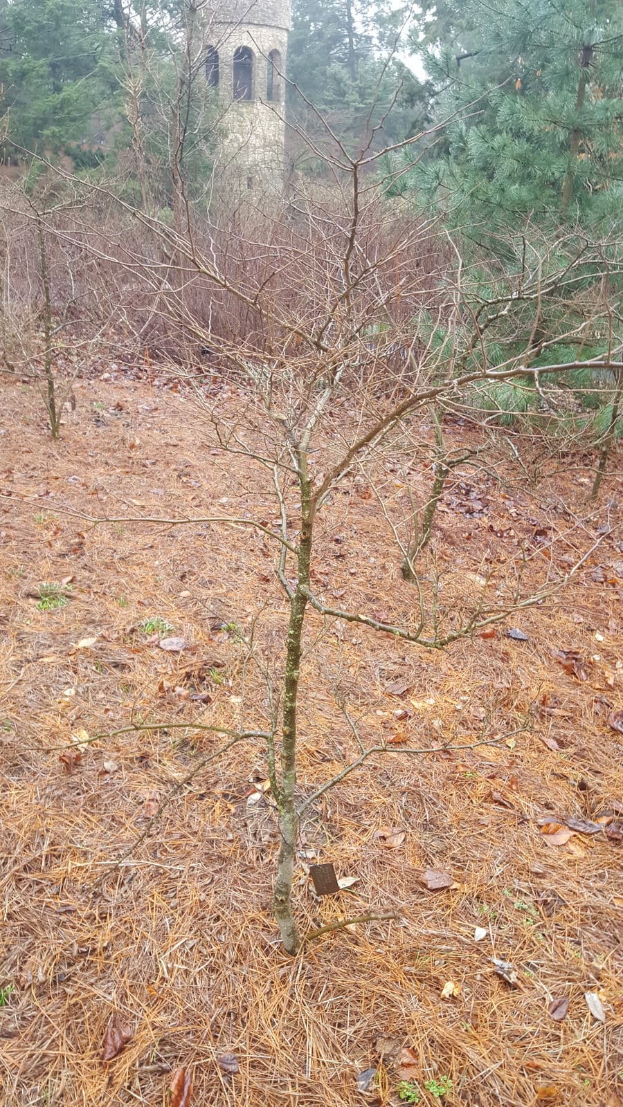 Japanse winterbes (Ilex serrata) met felrode bessen aan kale takken in de winter