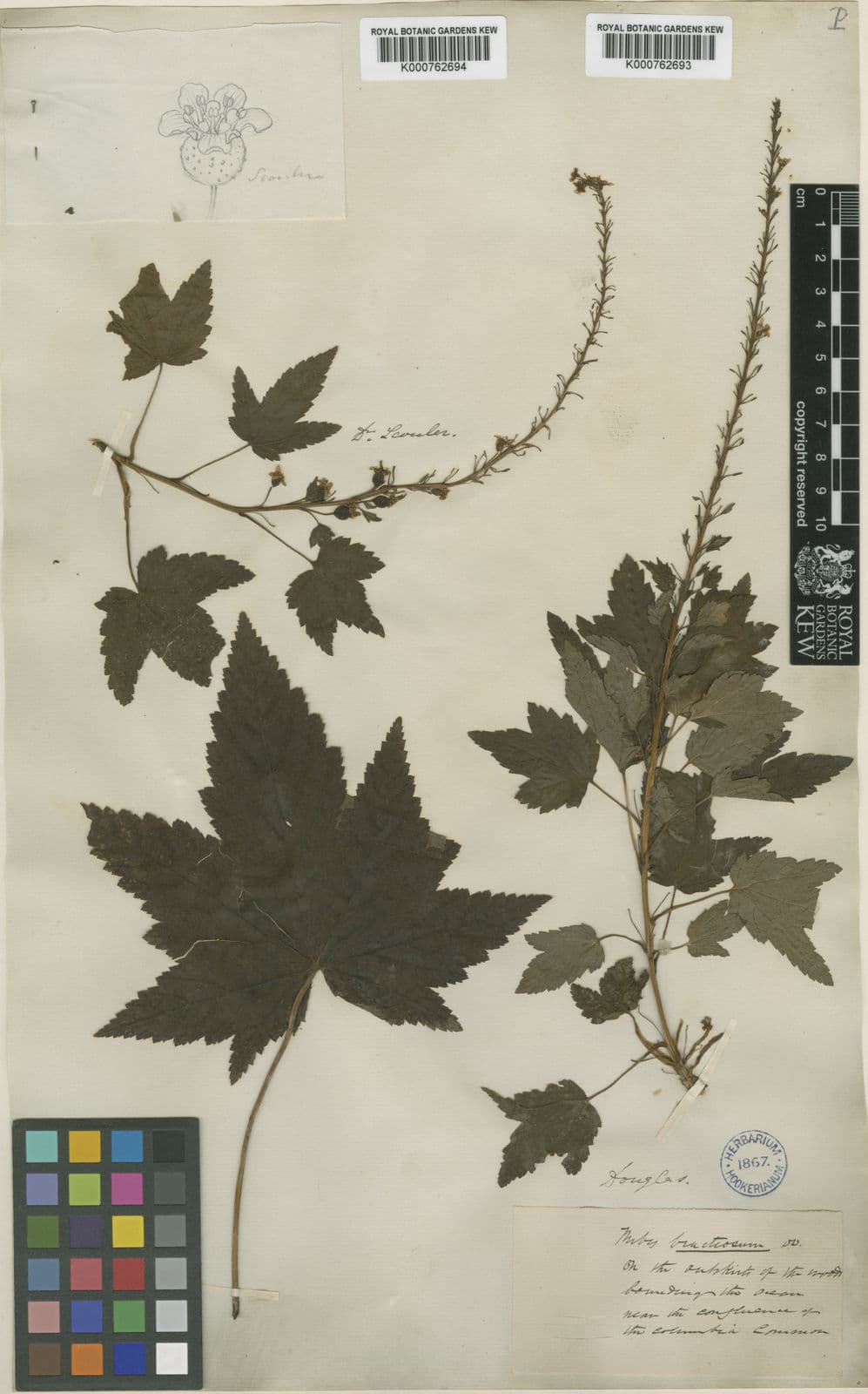 Ribes bracteosum mit tief gelappten Blattern und dunkelblauem Beerenbestand