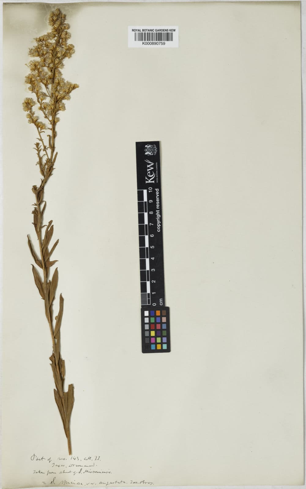 Solidago rigidiuscula steifblattrige Goldrute mit grossen goldgelben Blutenschirmen