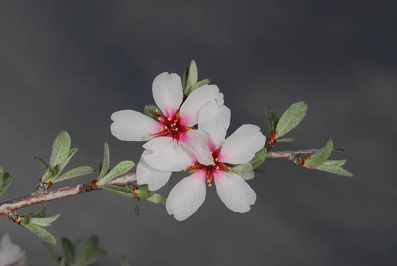 Silbermandel-Strauch mit silbergrauen Blaettern und rosa Blueten