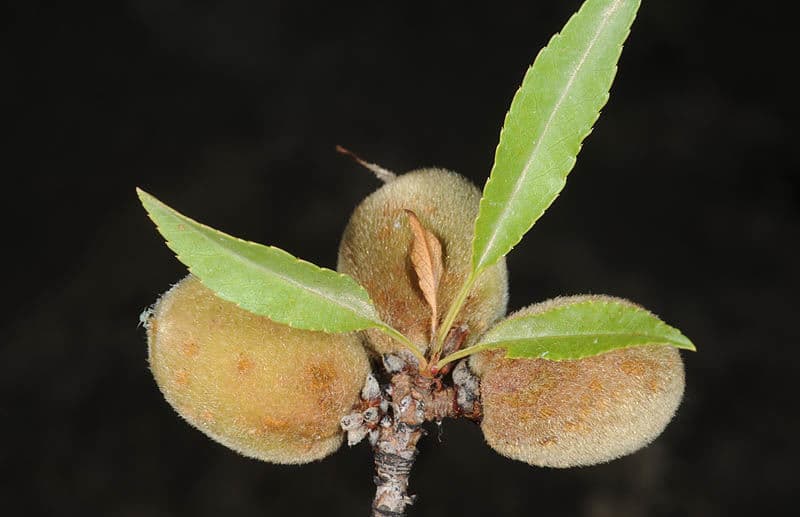 Kaukasische Mandel mit weisser Bluete im zeitigen Fruehjahr