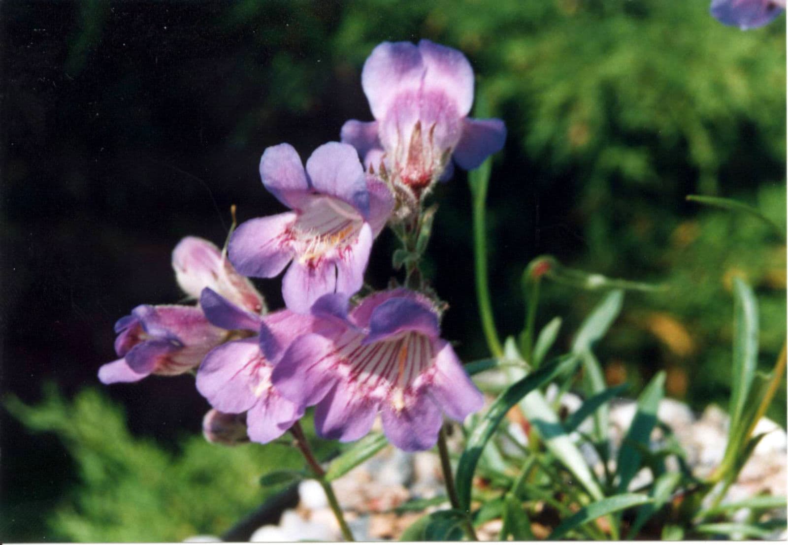 Penstemon gormanii blooming with purple flowers in arctic landscape
