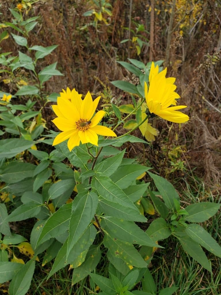 Yellow pale-leaf sunflower in full bloom