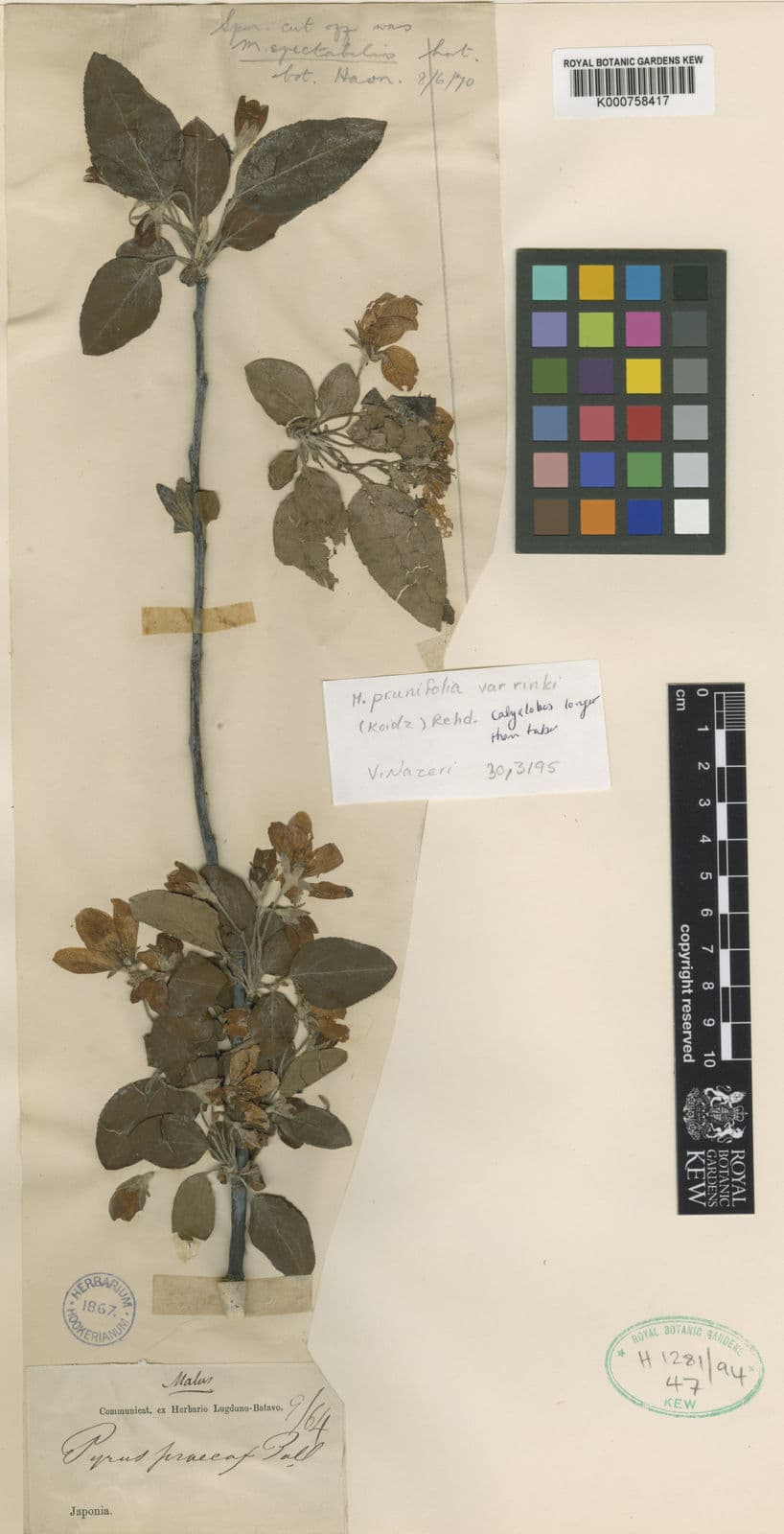 Malus asiatica rosa Blüten und rote Früchte des Chinesischen Zierapfels