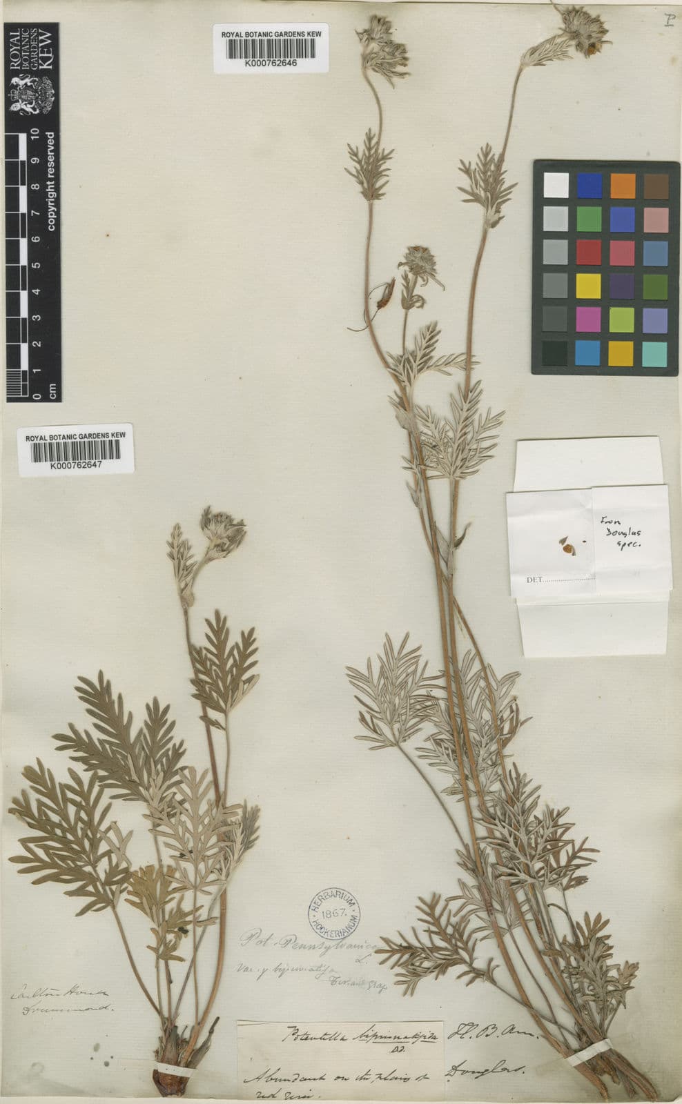 Potentilla bipinnatifida mit kleinen gelb-rosa Bluten