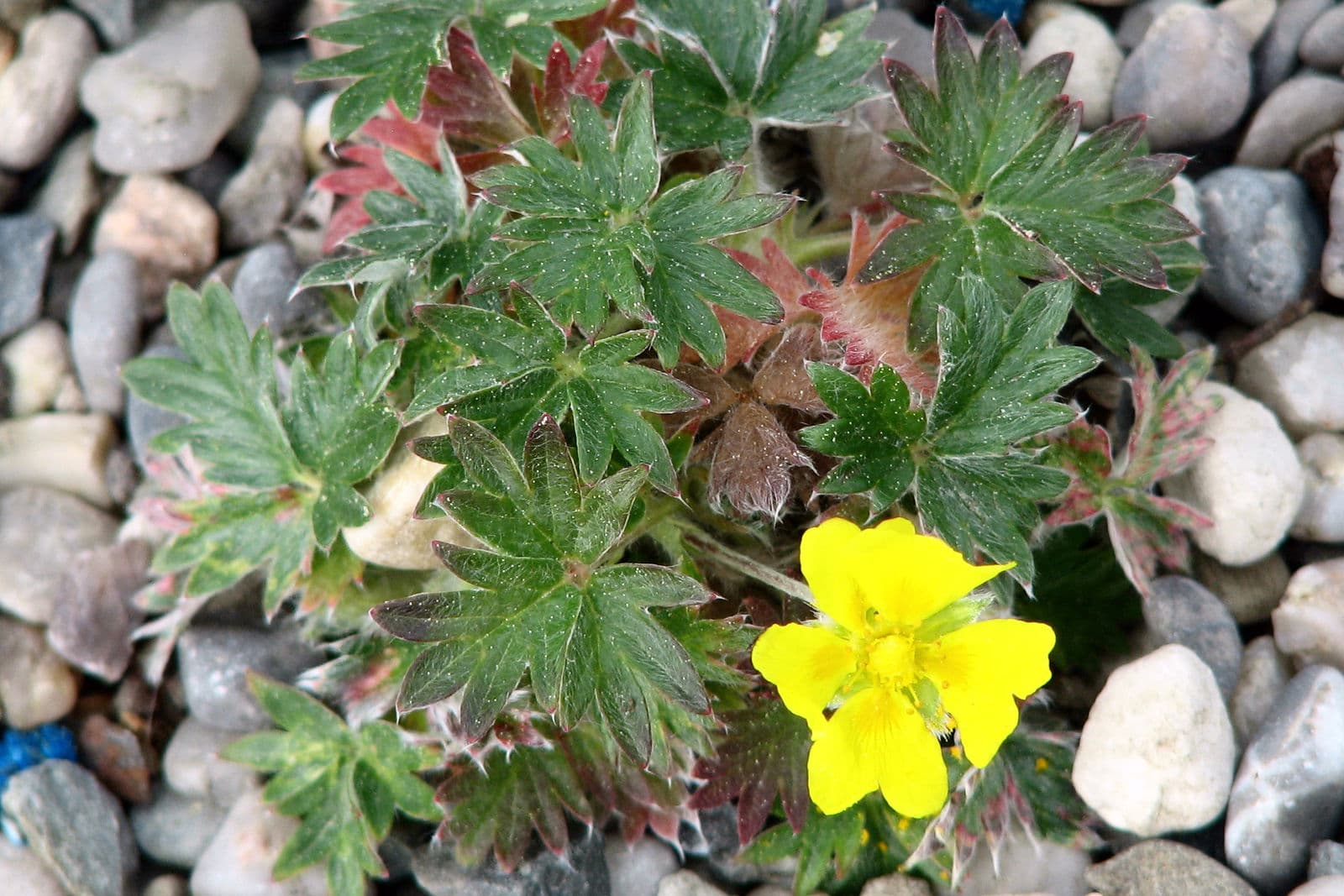 Potentilla uniflora mit zarten gelben Bluten in alpiner Umgebung