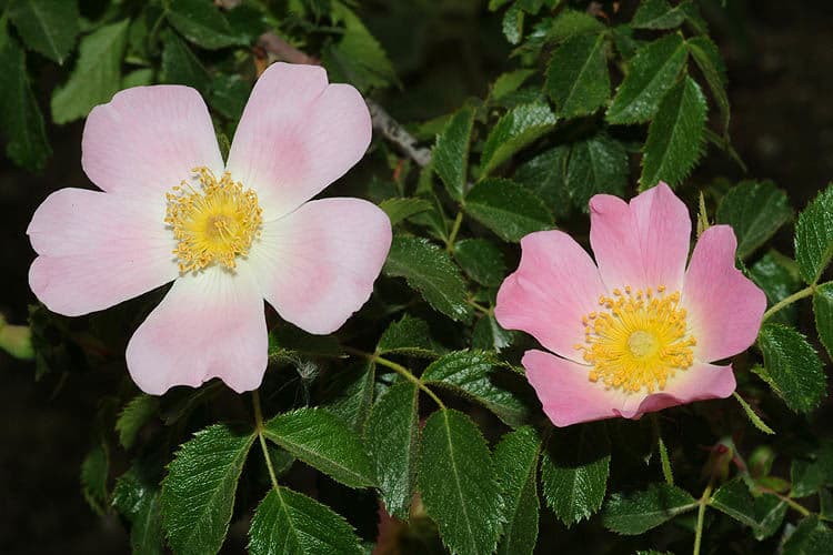 Pink blossoms of the rare Sinai wild rose among rocky mountain ground