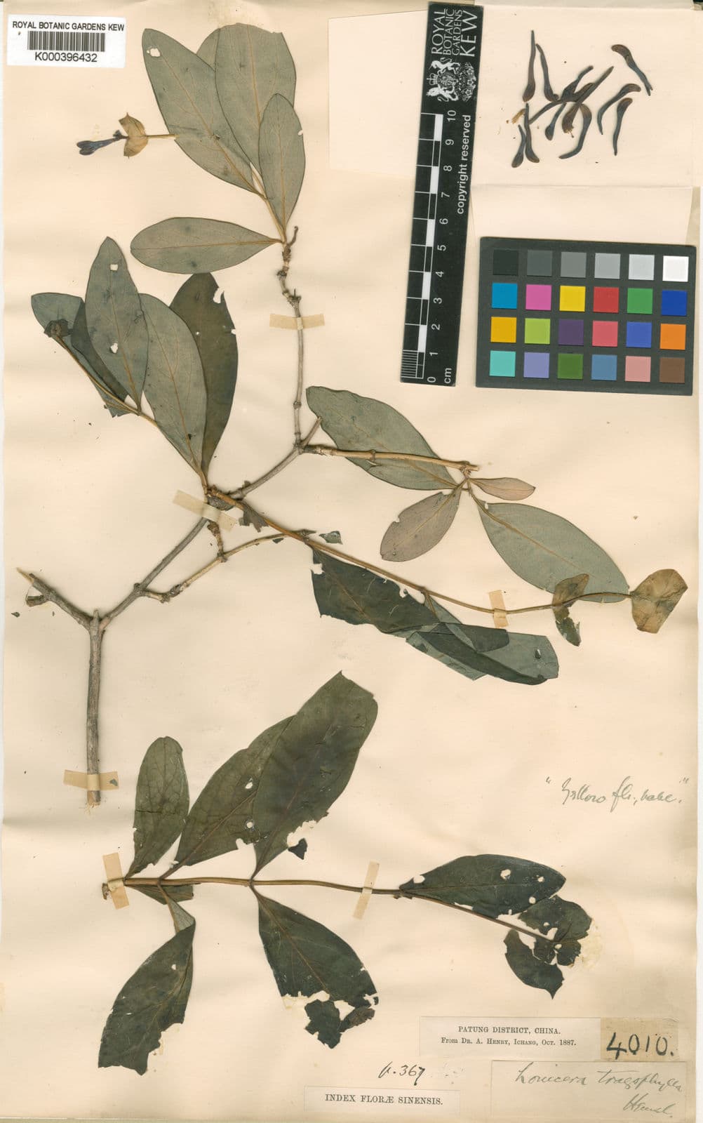 Gele kamperfoelie (Lonicera tragophylla) met grote goudgele trompetvormige bloemen aan een pergola