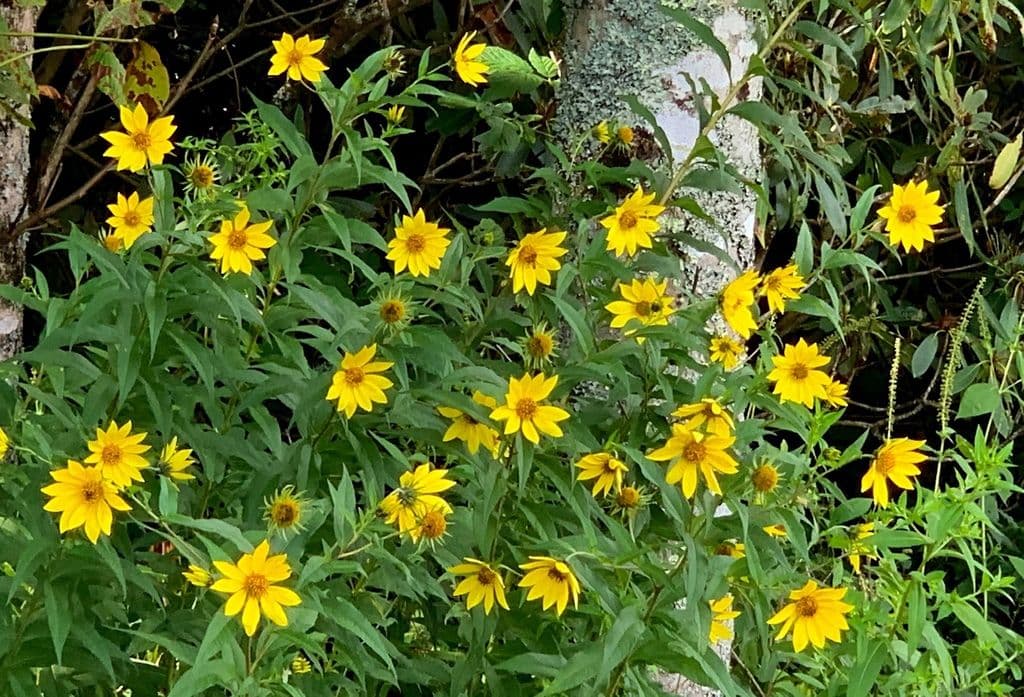Fleurs jaunes d'Helianthus grosseserratus sur fond de ciel bleu