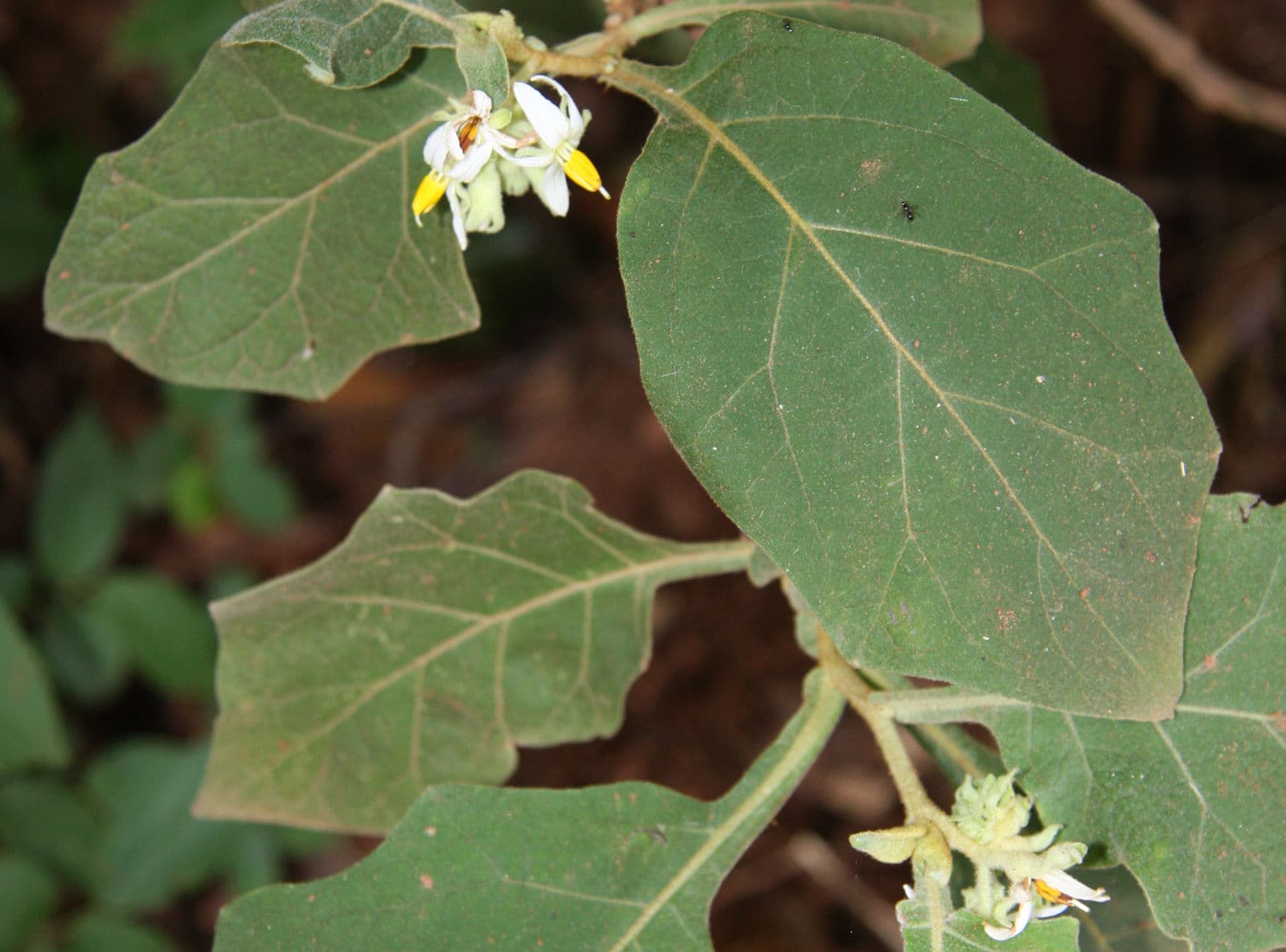 Solanum robustum mit charakteristischem silbergrauem Laub und gelben Bluten