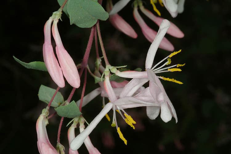 Lonicera korolkowii flowers with pink tints