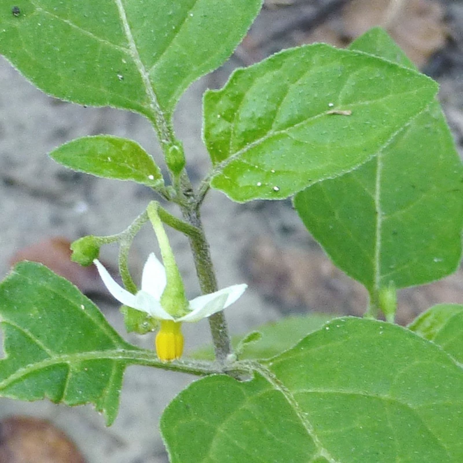 Solanum interius prairienachtschade met kleine paarse bloemen en rode bessen