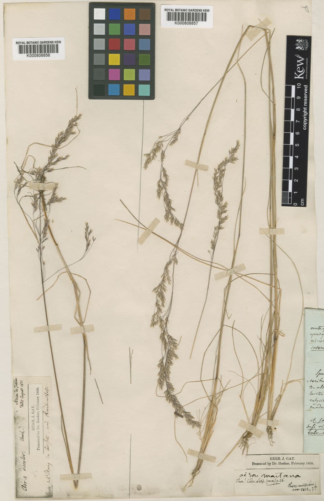 Délicates panicules de deschampsia ondulant dans le vent, effet gris argenté