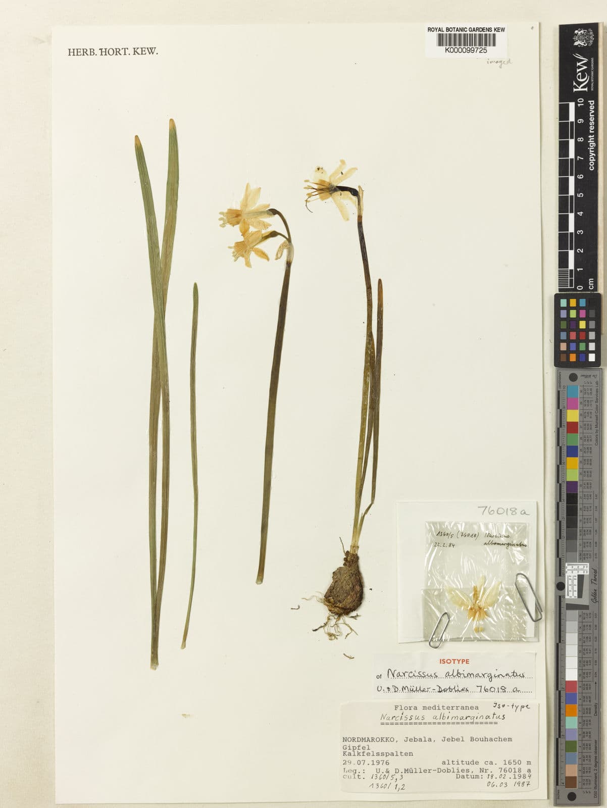 Narcisse a marge blanche (Narcissus albimarginatus) aux petales blancs et couronne jaune bordee de blanc