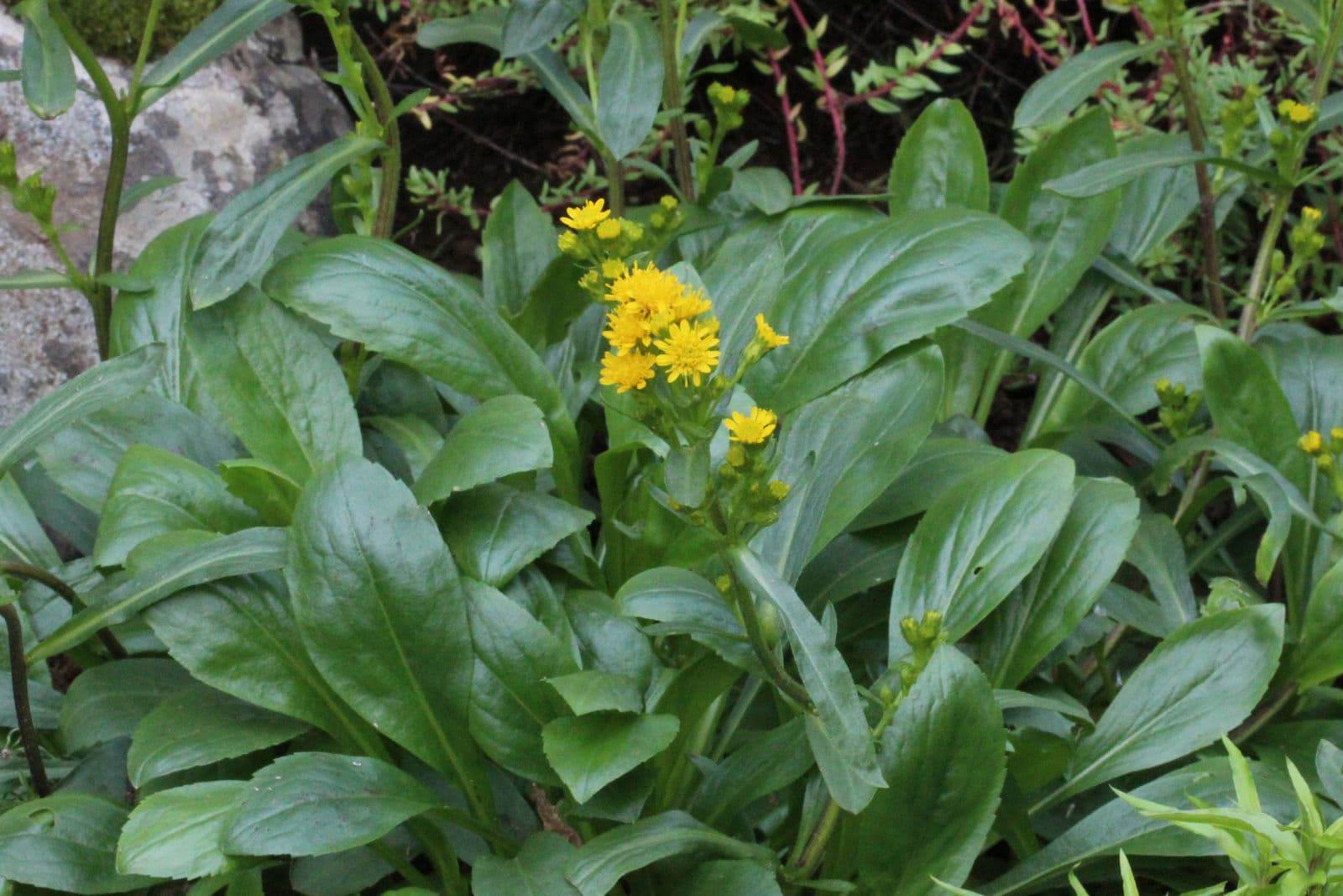 Compacte alpiene bloeiwijze van Solidago leiocarpa op een rotsachtige bergtop
