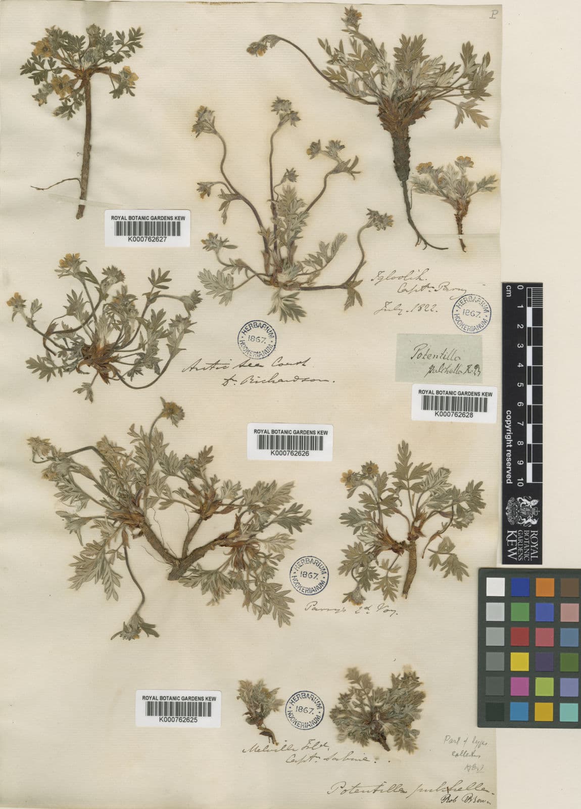 Potentilla pulchella mit kleinen gelben Bluten in arctischer Umgebung