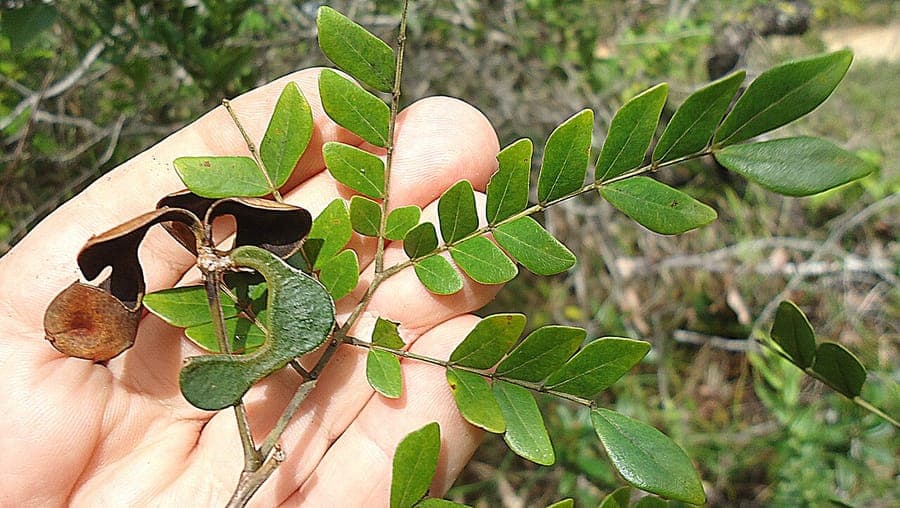 Mature Soapwood tree (Abarema jupunba) with lush green foliage and flowers