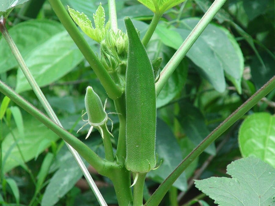 Green okra pods hanging from a plant in the sun