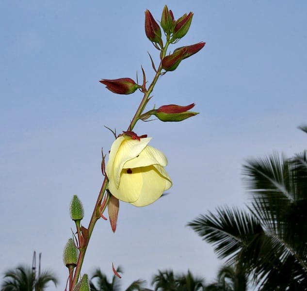 Large yellow flower of Abelmoschus manihot with a dark red center and green, deeply lobed leaves
