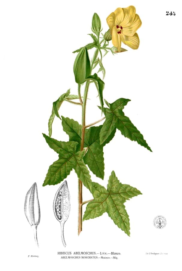 Nahaufnahme einer blühenden Ambramalve (Abelmoschus moschatus) mit cremefarbenen Blütenblättern und einem dunkelroten Zentrum