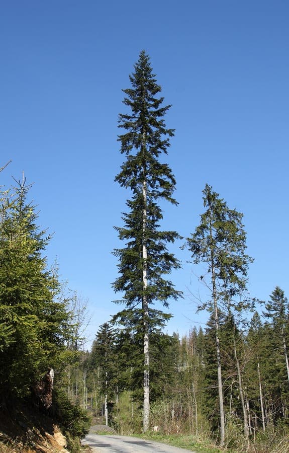 Mature Christmastree (Abies alba) with its characteristic silvery needles and cones