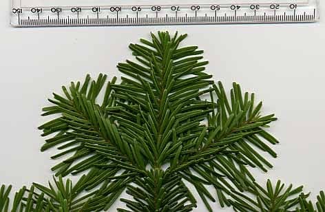 Mature Cascade Fir (Abies amabilis) with characteristic cones in a forest setting