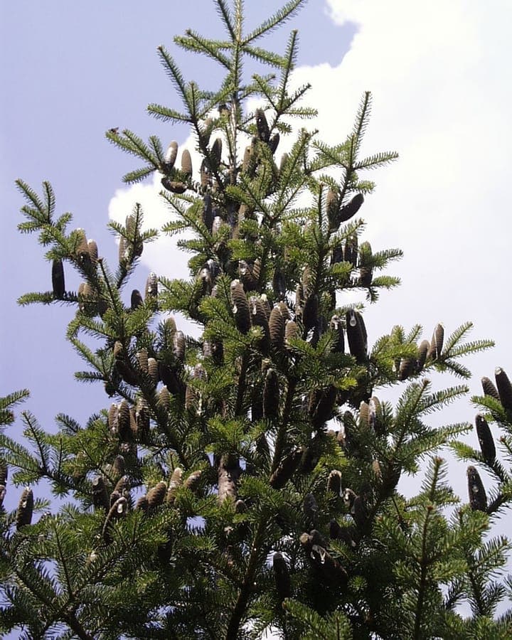 Mature Canada Balsam tree in a snowy winter landscape