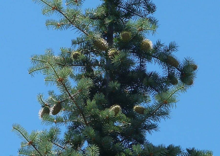 Abies bracteata displaying characteristic pyramidal form and fine foliage