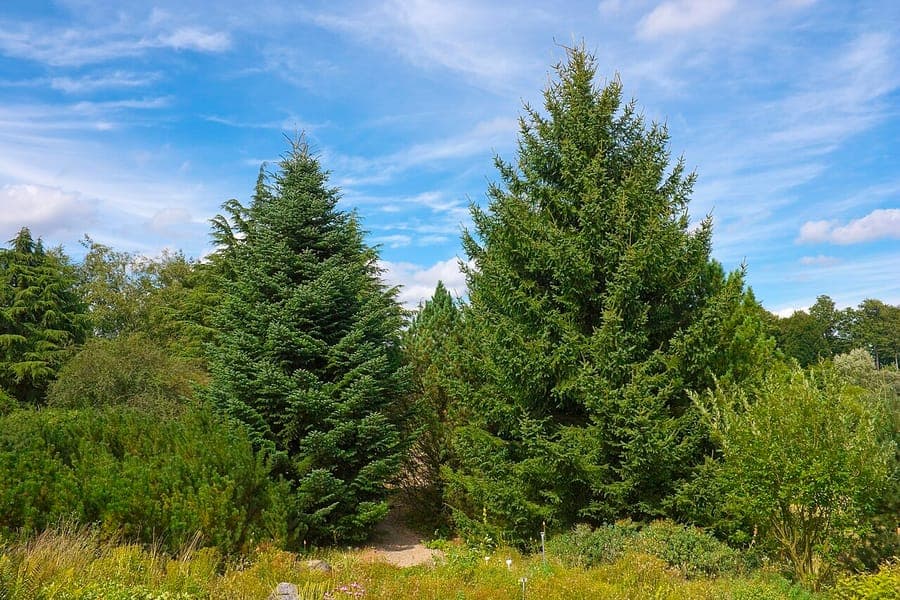 Mature Grecian Fir with dark green needles and cones in a sunny garden setting