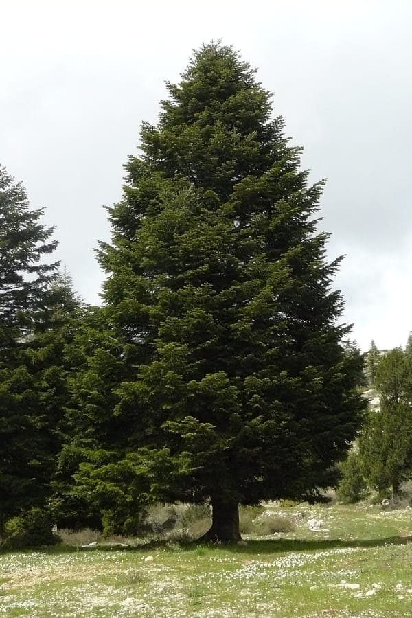Mature Cilician Fir tree with characteristic green needles and upright cones in a sunny garden setting.
