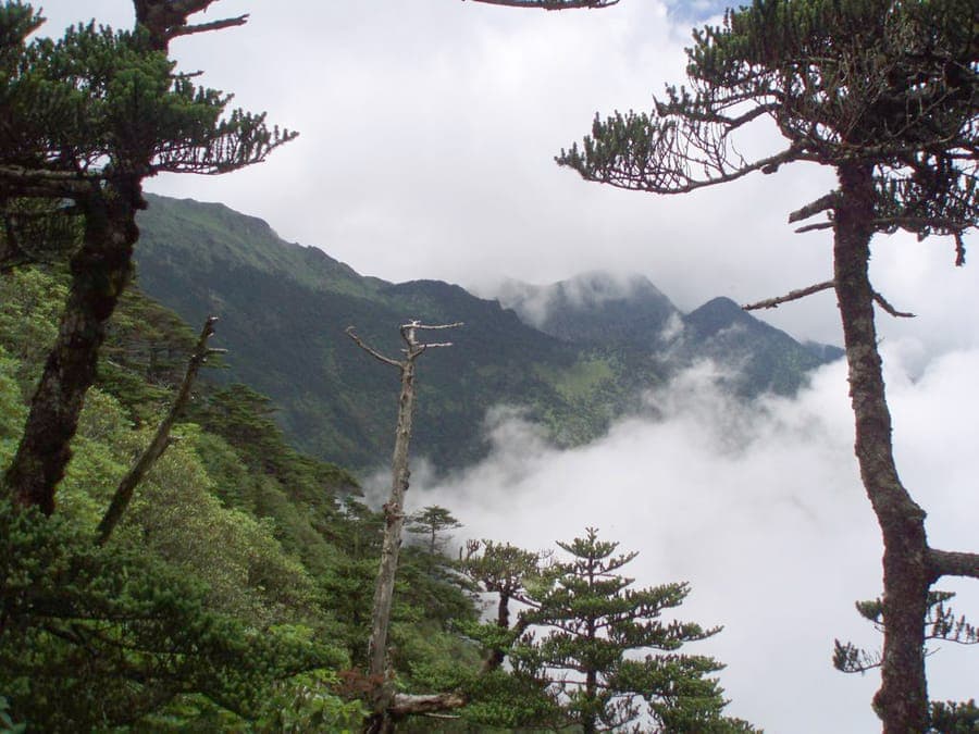 Abies delavayi displaying dense, dark green needles in alpine mountain setting