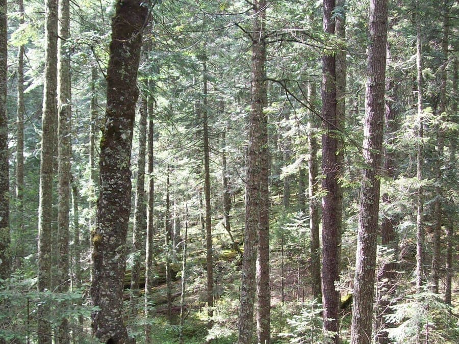 Durango Fir displaying its characteristic needles and conical growth form