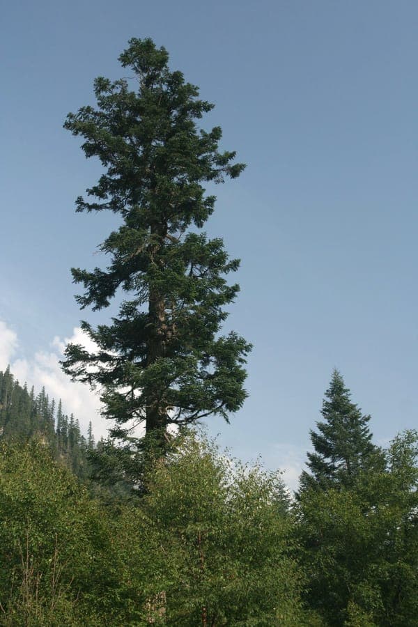 Farges fir (Abies fargesii) with green needles