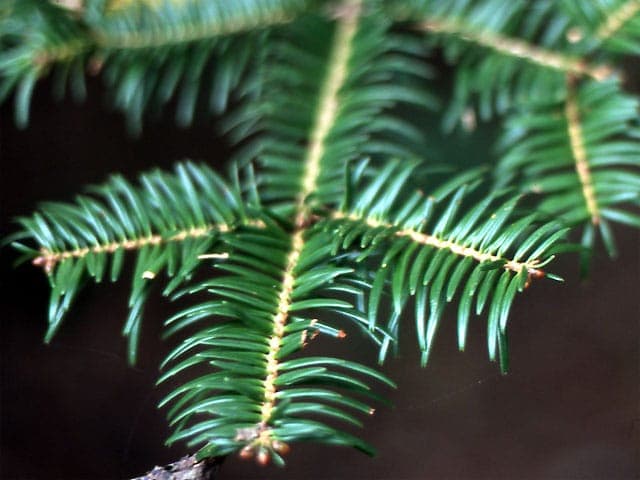 Abies firma met zijn kenmerkende harde, platte naalden en brede conische kroon