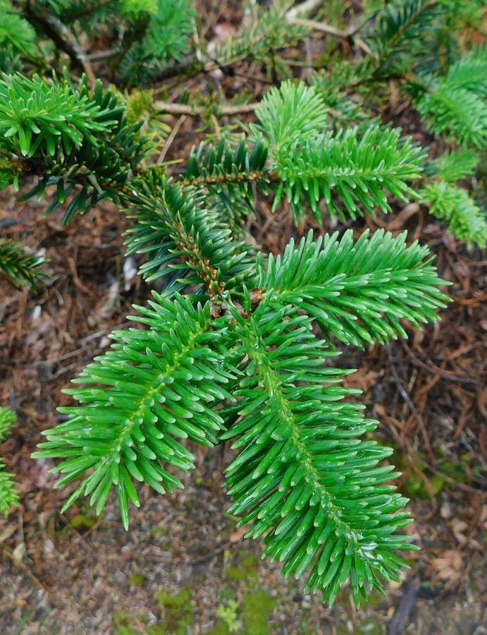 Abies forrestii met kenmerkende paarse kegels en zilverkleurige naalden