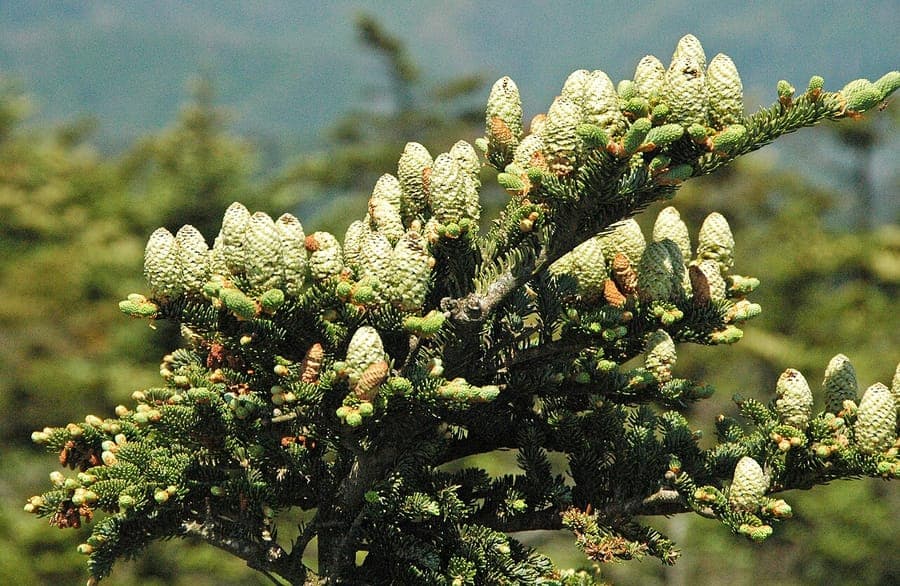 Fraser fir with dense dark green needles showing silvery undersides in a garden landscape