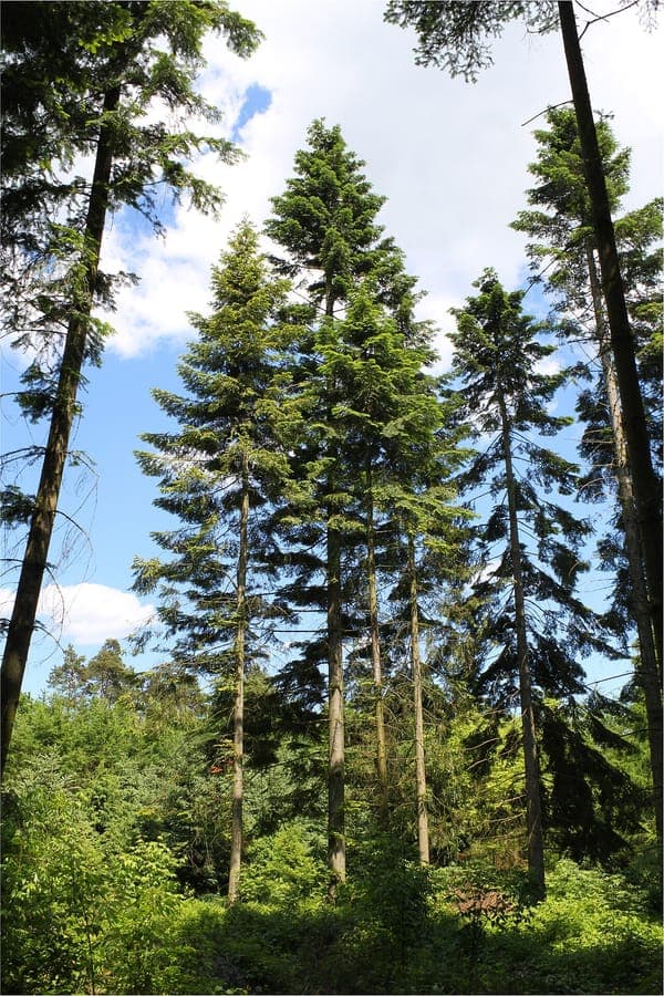 Towering Giant fir with bright green flat needles and broad crown in a parkland setting