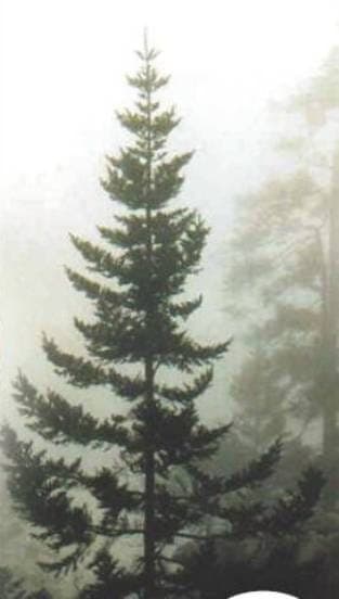 Guatemalan Fir (Abies guatemalensis) with dark green needles in a misty cloud forest setting