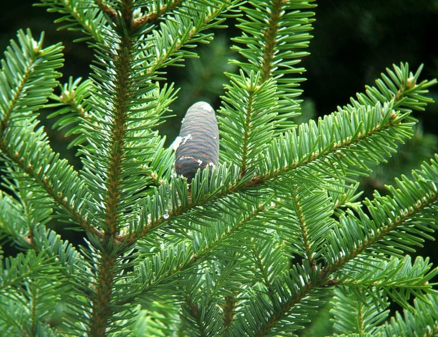 Nikko Fir (Abies homolepis) displaying glossy dark green needles and a strong pyramidal crown