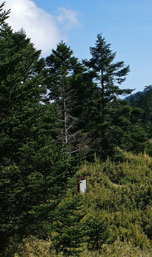 Taiwan fir tree with distinctive gray bark