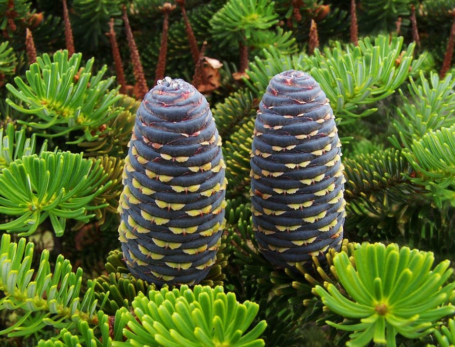 Korean Fir displaying striking purple cones among its dark green needles