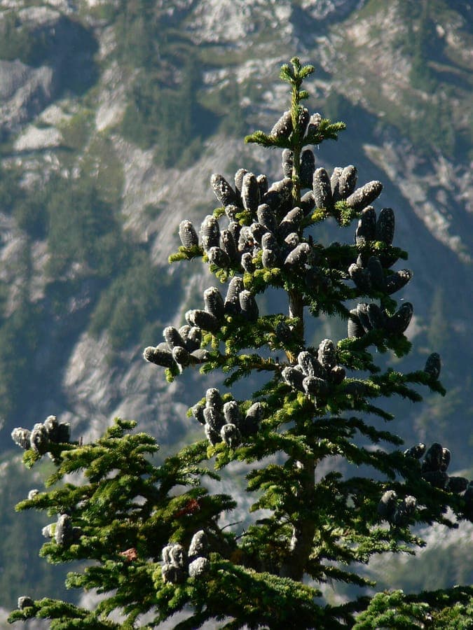 Slender Alpine Fir with its characteristic narrow spire shape and blue-green needles