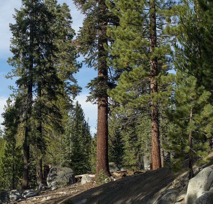 Mature California red fir (Abies magnifica) displaying its distinctive reddish bark and large upright cones