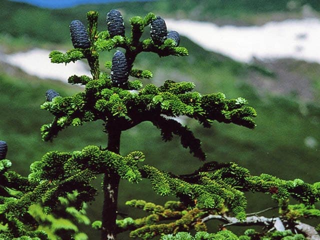 Marie's fir branches with silvery foliage