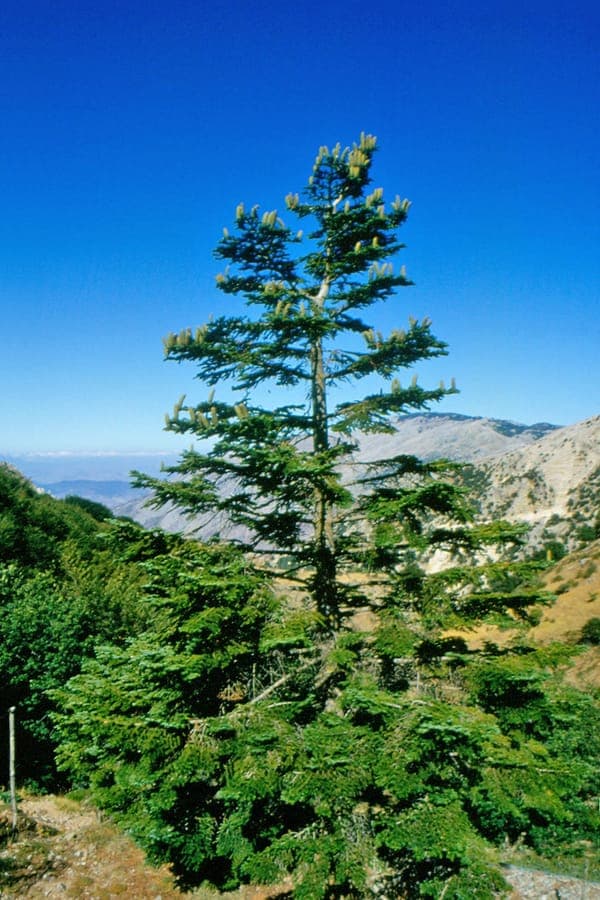 Sicilian fir (Abies nebrodensis) in its native mountain habitat in the Madonie Mountains of Sicily
