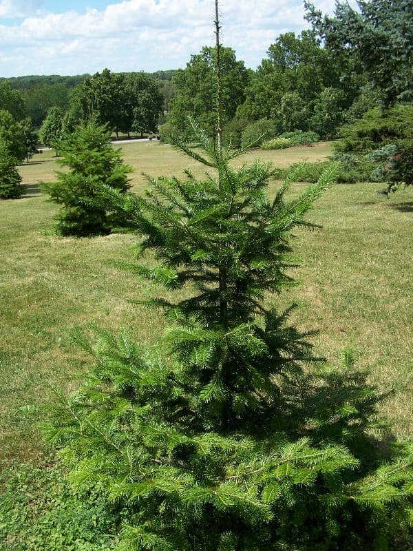 Manchurian fir branches with needles