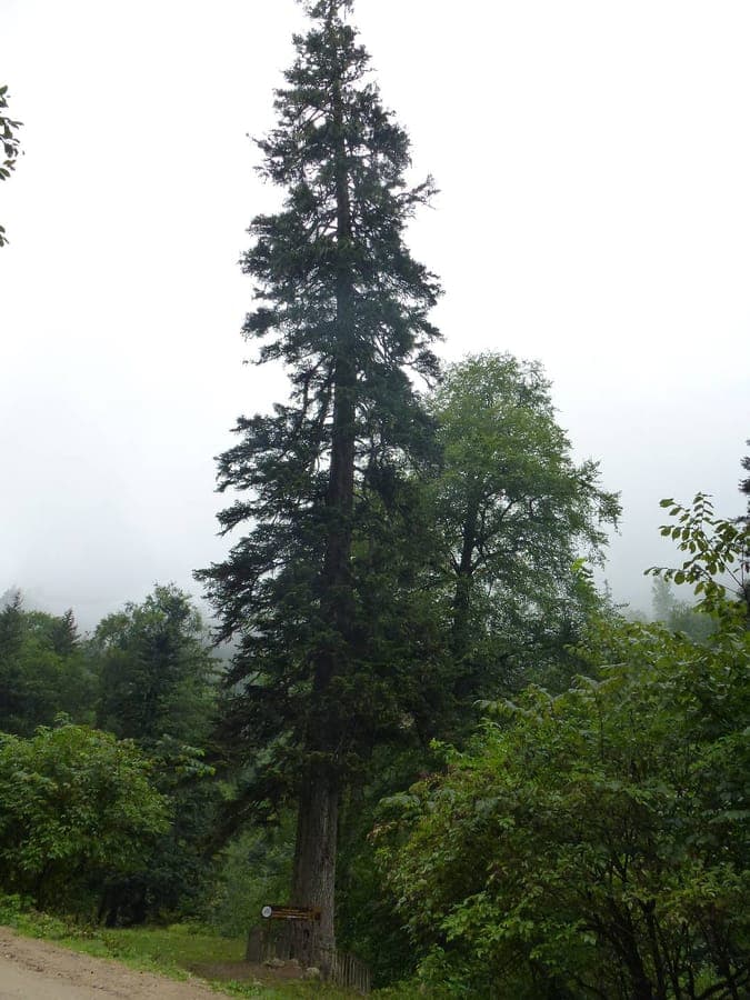 Mature Nordmann Fir with dense dark green foliage and symmetrical conical shape in a parkland setting