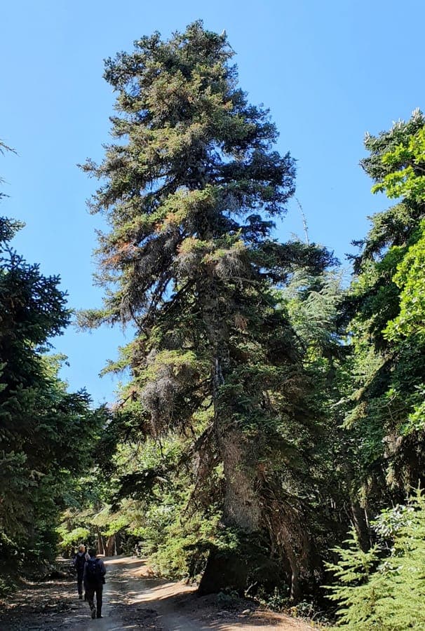 Algerian Fir with its compact conical shape and densely packed green needles in a botanical garden setting
